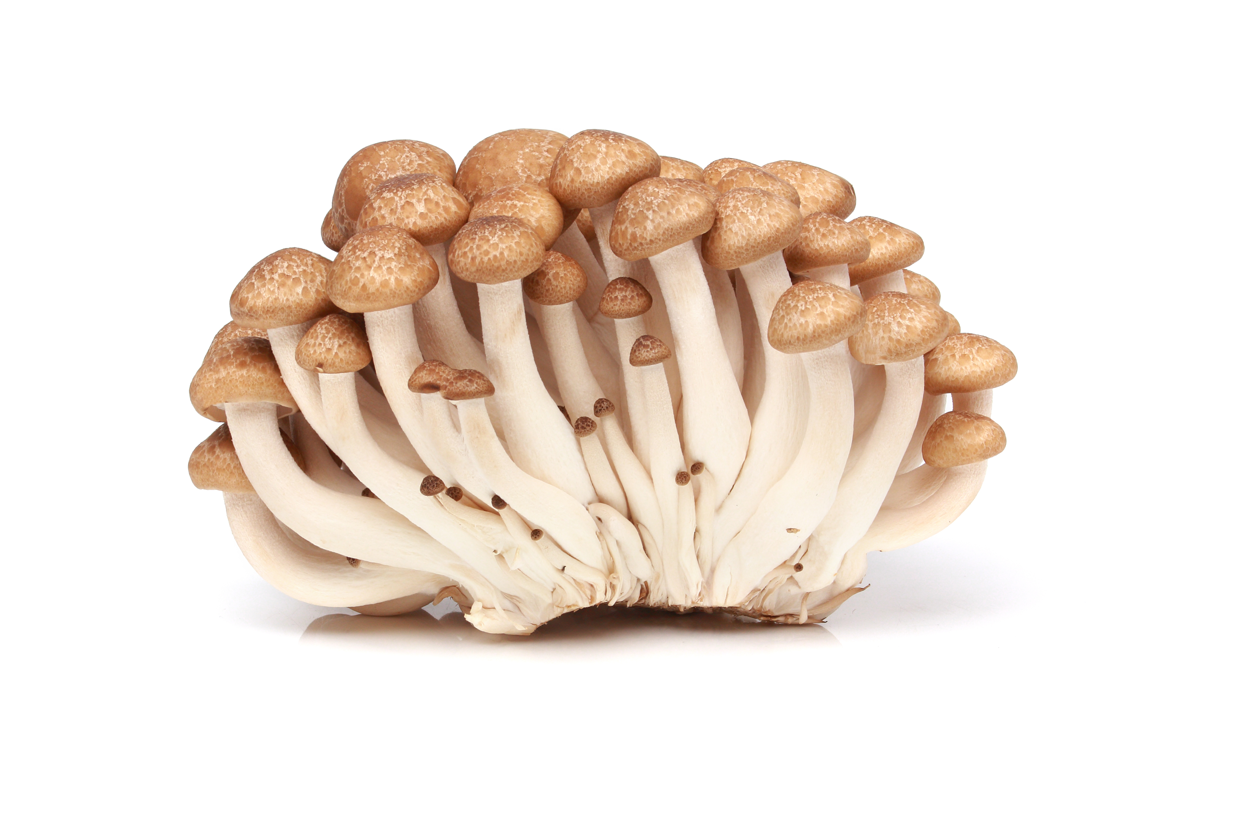 Brown Hon Shimeji Mushrooms / lb